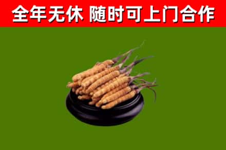 东营市回收散虫草